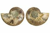 Cut & Polished, Crystal Filled Ammonite Fossil - Madagascar #308143-1